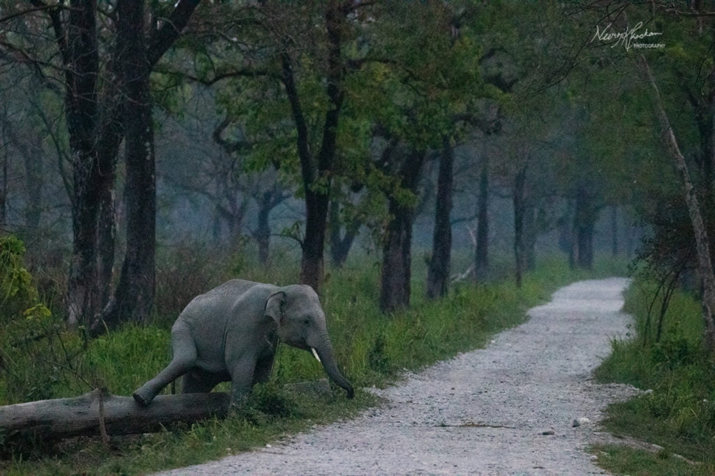 Wild elephant crossing by Neeraj Kr Phookan
