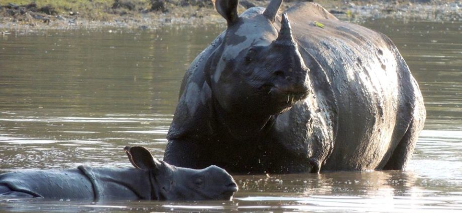 One Horned Rhinoceros. Source : Kaziranga National Park