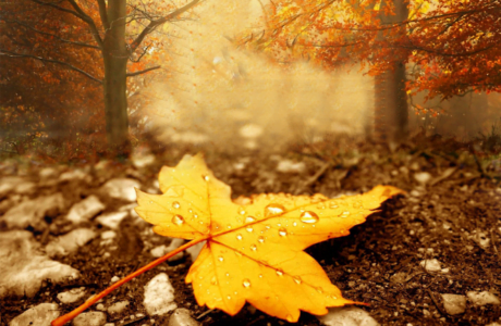 chinar-leaf-on-ground-in-autumn-season-creative-colorful-free-wallpaper