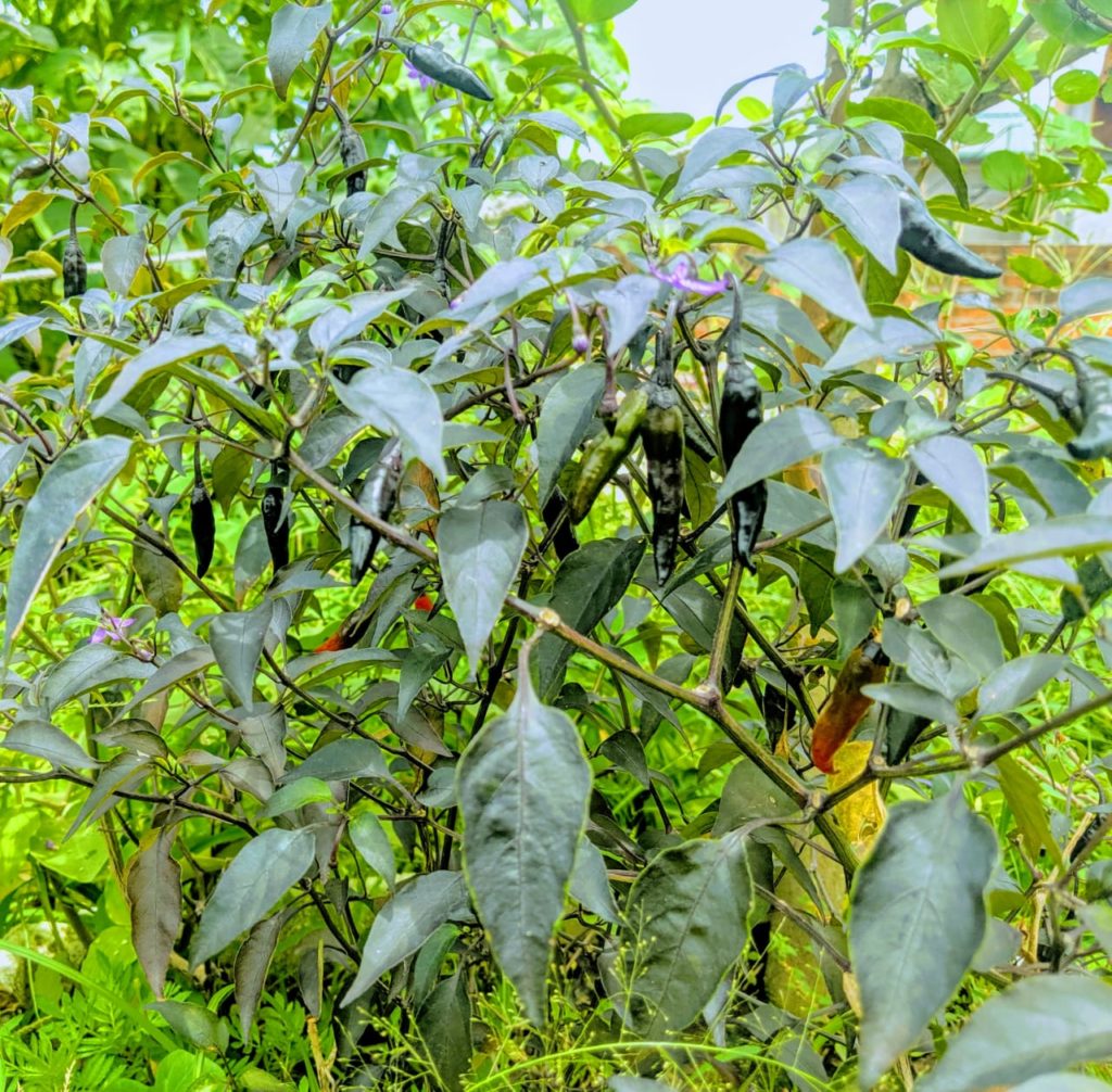 Krishna Jolokia or Black Chilli Pepper