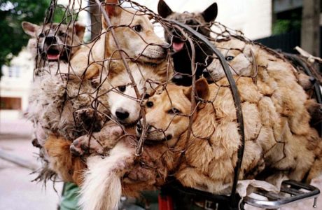 Captive dogs. Source : Green Queen