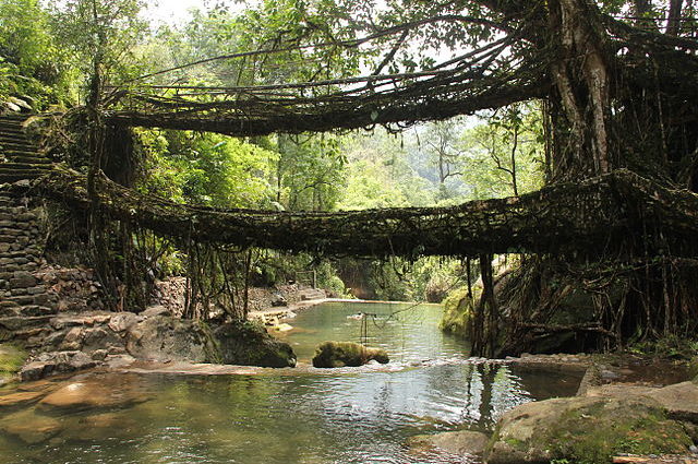 Somali and the Forest Spirit  Somali and the Forest Spirit Wiki