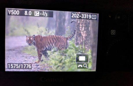 Tiger in Manas by Rustom Basumatary