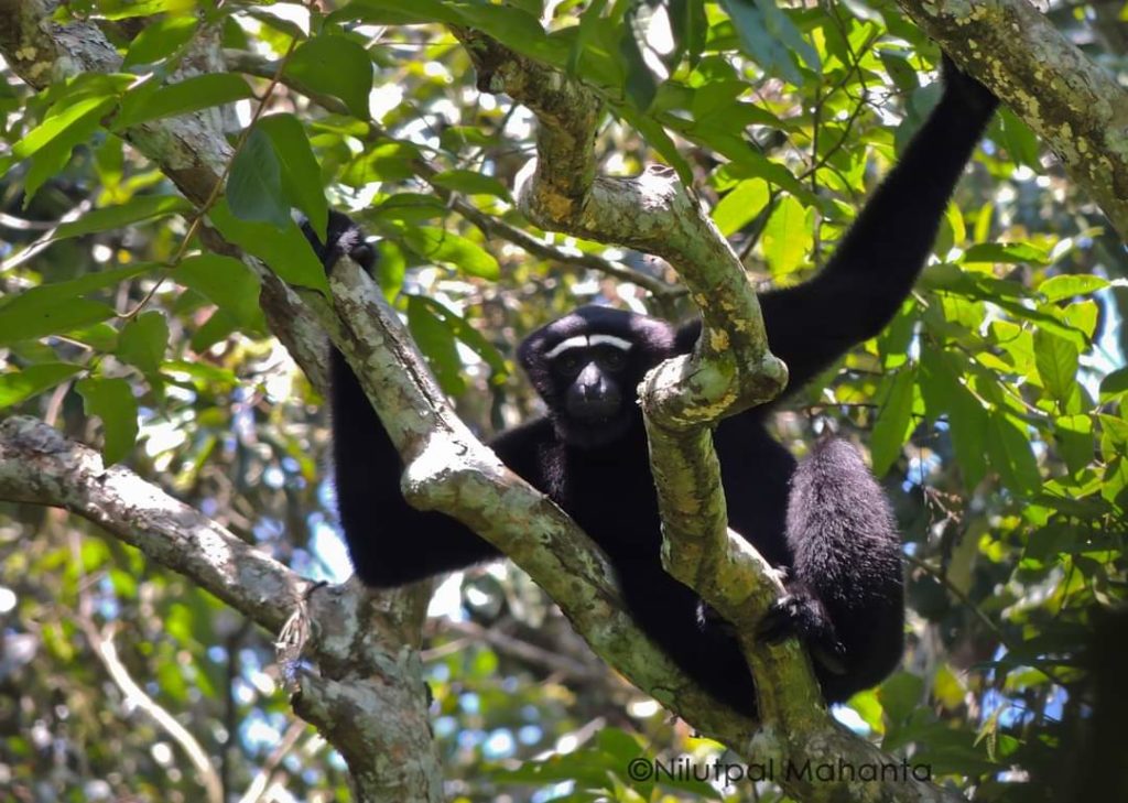 Hoolock Gibbon by Nilutpal Mahanta