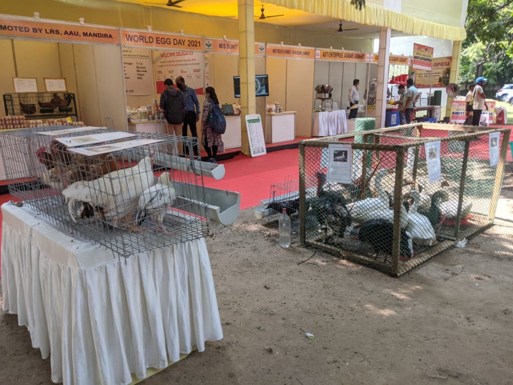 Poultry on display in the College of Veterinary Sciences