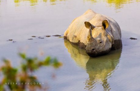 rhino by neeraj k phookan