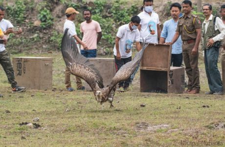 rescued vultures