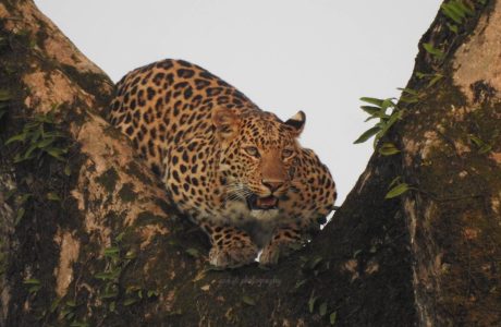 Leopard in Manas by Sanjit Das