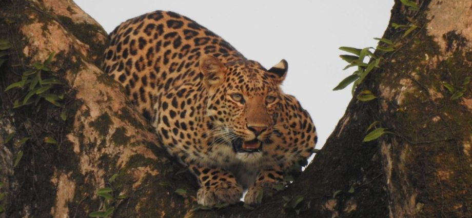 Leopard in Manas by Sanjit Das