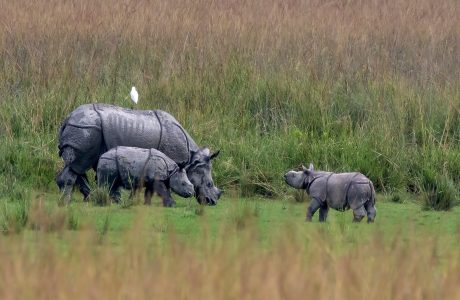 Rhinos in Pobitora WS by Ratnajit Choudhury