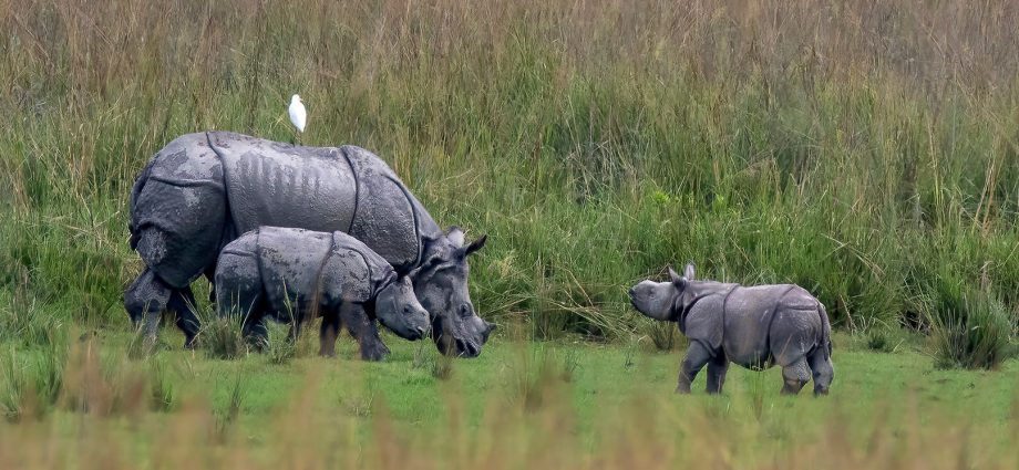 Rhinos in Pobitora WS by Ratnajit Choudhury