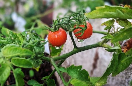 Home grown Cherry Tomatoes