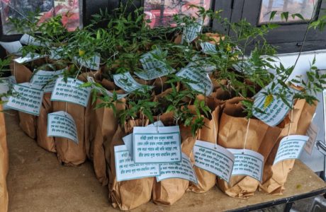 Saplings in a paper bag- A perfect gift