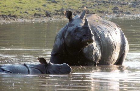 One Horned Rhinoceros. Source : Kaziranga National Park