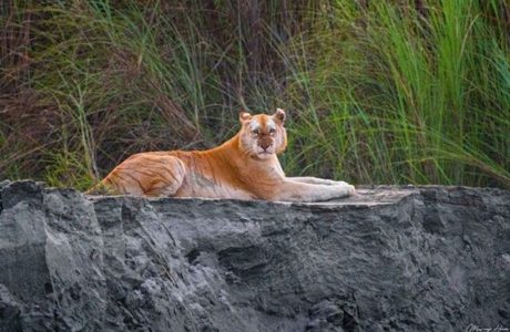 Golden tiger