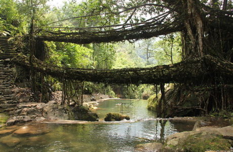 Living Root Bridge . Source : Wikipedia