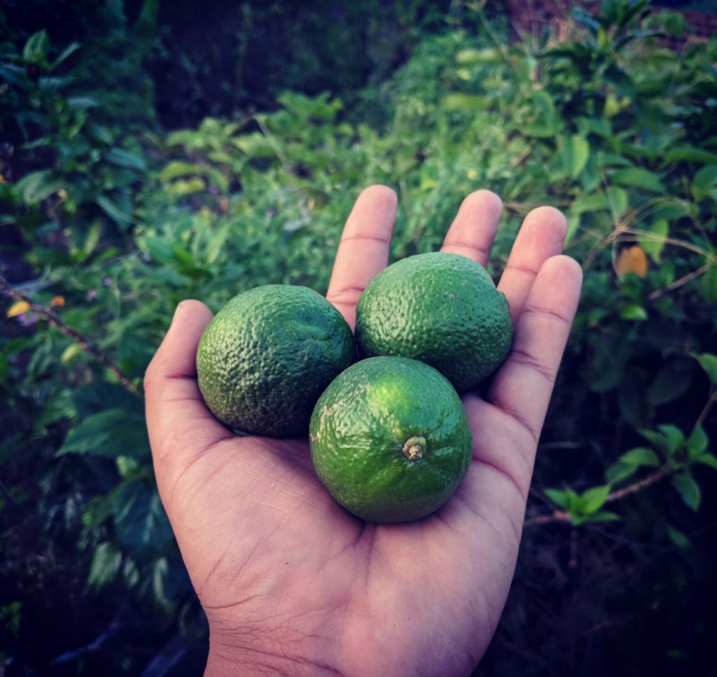 Lemons - Gul Nemu