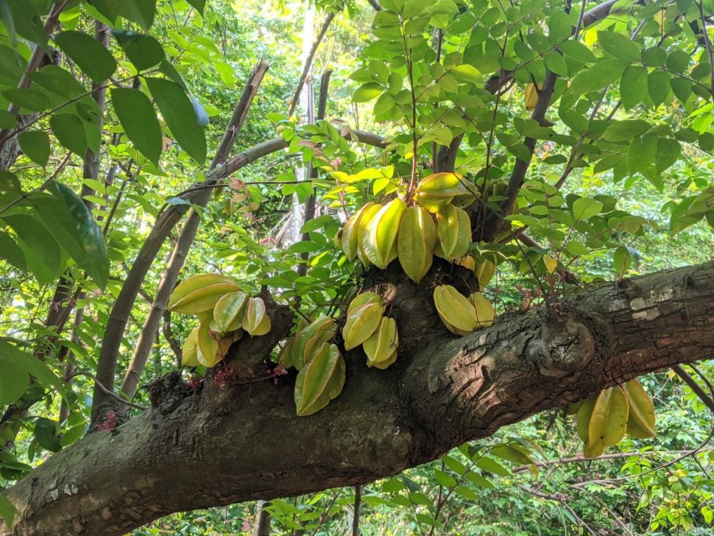 Starfruit . Source : Ghyfoodie