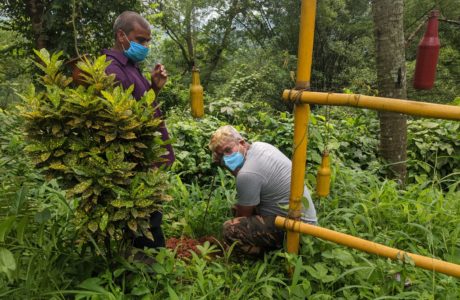 Plantation of Saplings