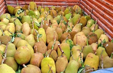 Jackfruit export