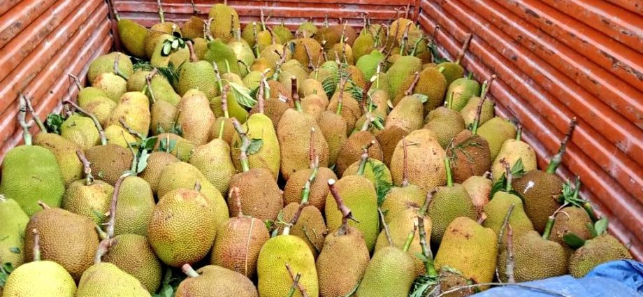 Jackfruit export