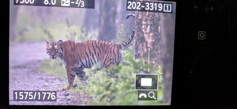 Tiger in Manas by Rustom Basumatary