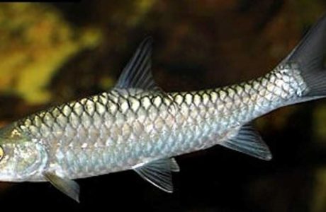 chcocolate mahseer