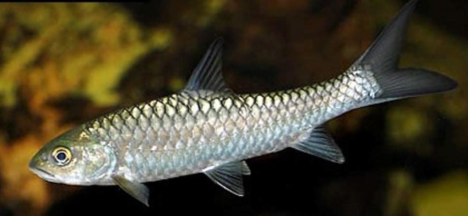 chcocolate mahseer