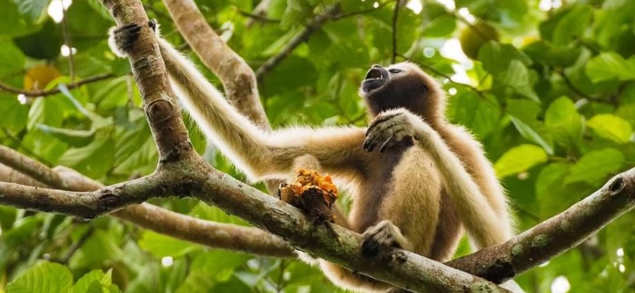 Female Hoolock Gibbon by Neeraj k Phookan