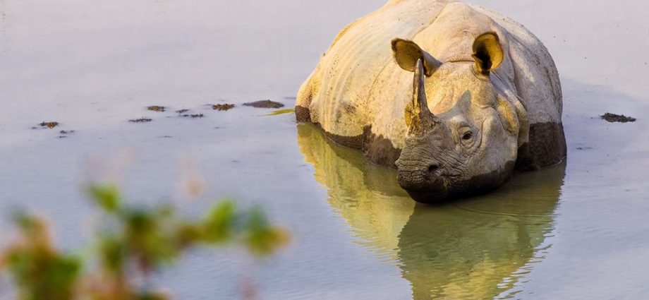 rhino by neeraj k phookan