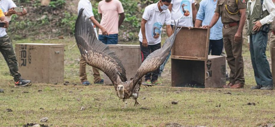 rescued vultures