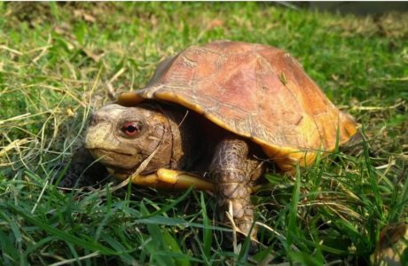 Red/orange eyes are usually present in female Keeled Box turtle (Cuora mouhotii). Photo taken by Sushmita Kar