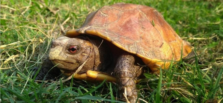 Red/orange eyes are usually present in female Keeled Box turtle (Cuora mouhotii). Photo taken by Sushmita Kar