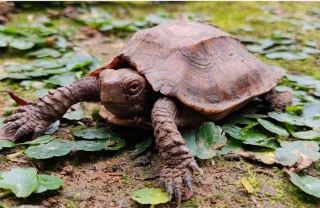 Keeled box turtle is mostly nocturnal which burrows into the dirt during the day and comes out to forage at night. Photo taken by Sushmita Kar/TSA - India