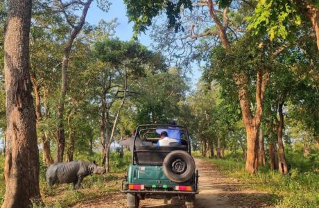 Safari in Kaziranga National Park by Kaziranga Jeep Safari