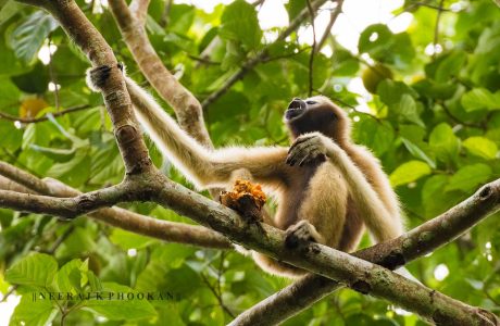 hoolock gibbon by neeraj k phookan