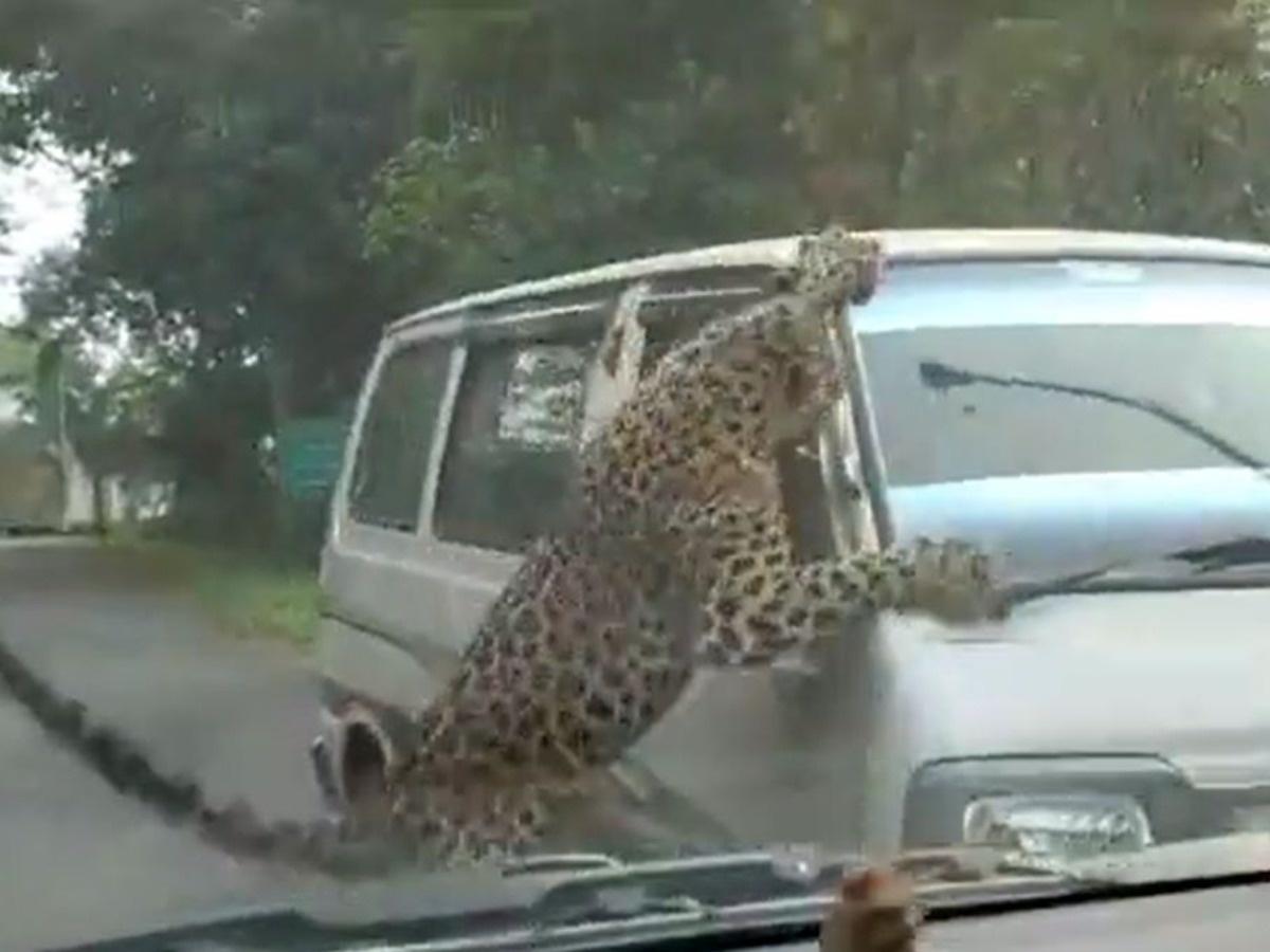 Leopard Tranquilized after it Injured Several People - Discover East