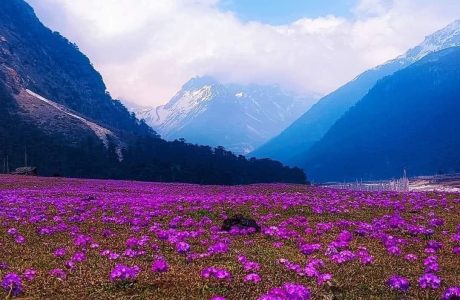 valley of flowers