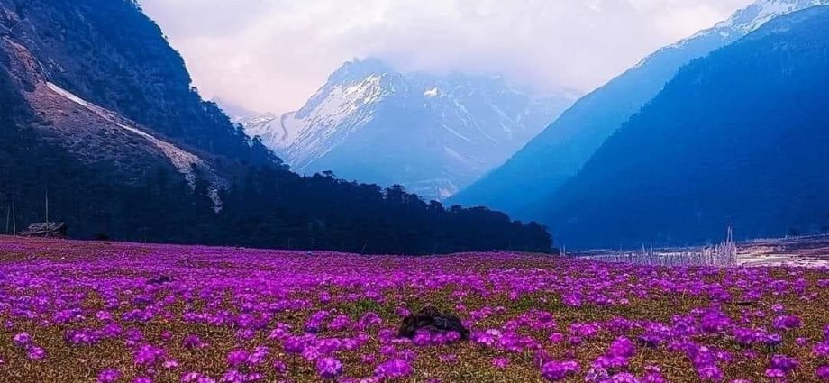 valley of flowers