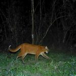 asian golden cat
